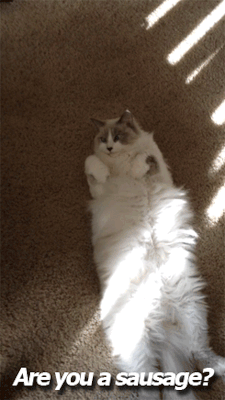 beppski:Sausage Cat