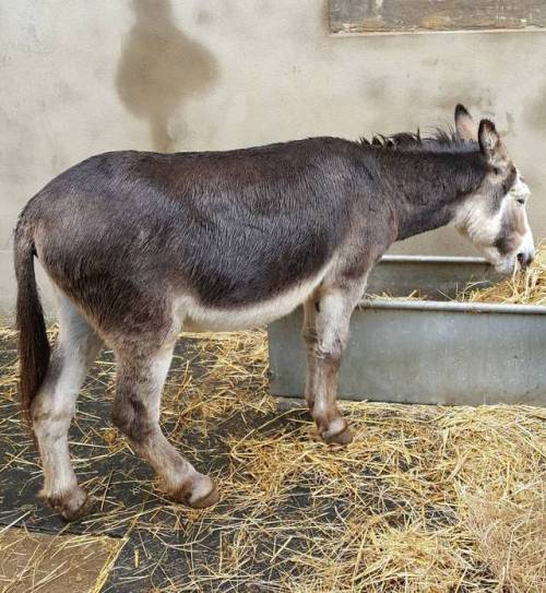 Donkey having lunch. Trip to farm on my lunch.#lunch #donkey #vauxhall #vauxhallcityfarm #cityfarm #