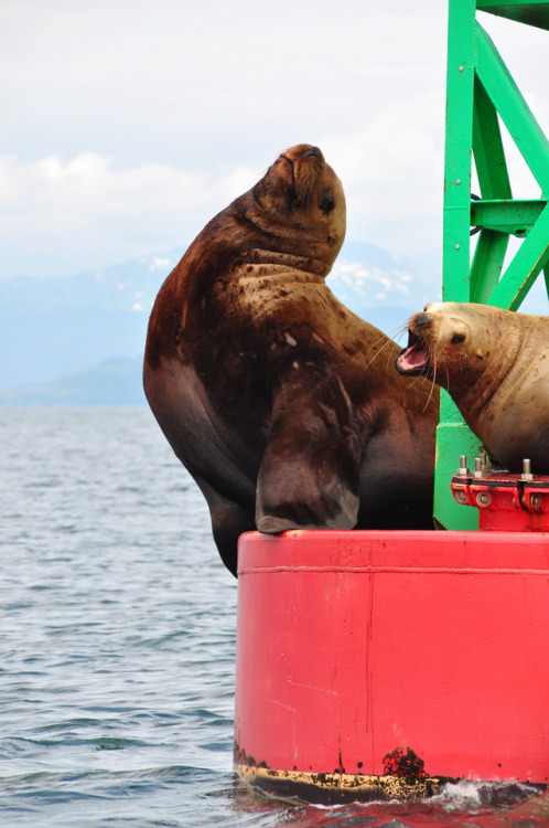 Got to see some sea lions pretty close up