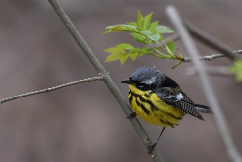 I&rsquo;m finally starting to see magnolia warblers. At this point warbler migration should be i