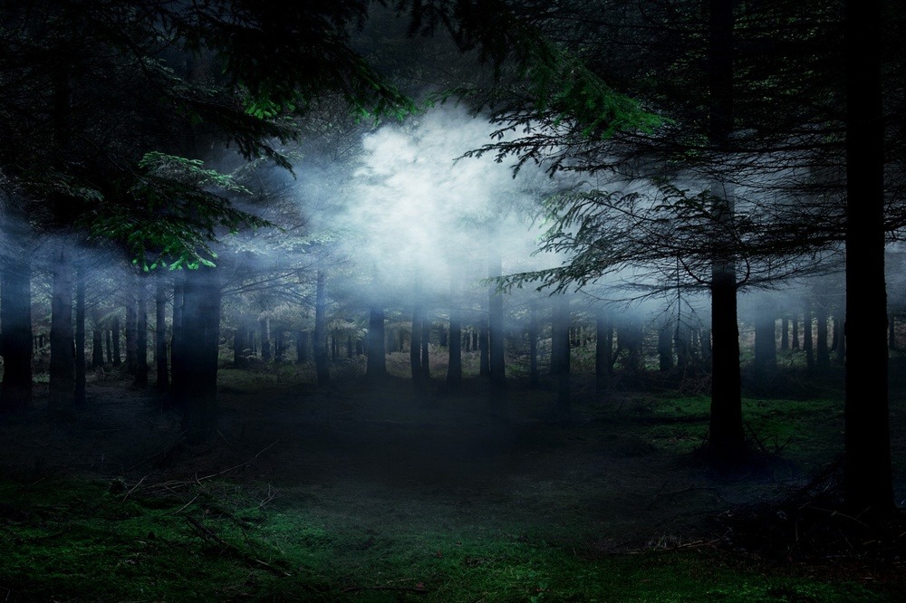 archatlas:   Between the Trees Ellie Davies   What is a forest?  Is it the trees