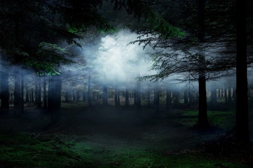 thekhooll:Between the Trees Ellie DaviesWhat is a forest?  Is it the trees or the space that exists 
