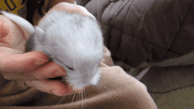gifsboom: Video: Adorable 1-Day Old Chinchilla!!