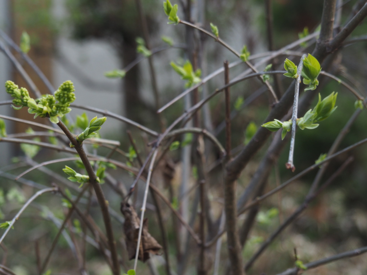 ブルーベリーの花芽 Tumblr Posts Tumbral Com ブルーベリーの花芽 Tumblr Posts Tumbral Com