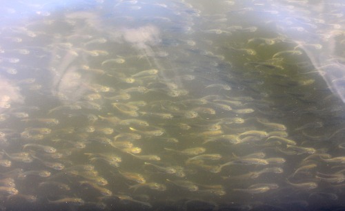 Signs of spring- menhaden are moving into the Bay. This time of year, the water clarity is excellent