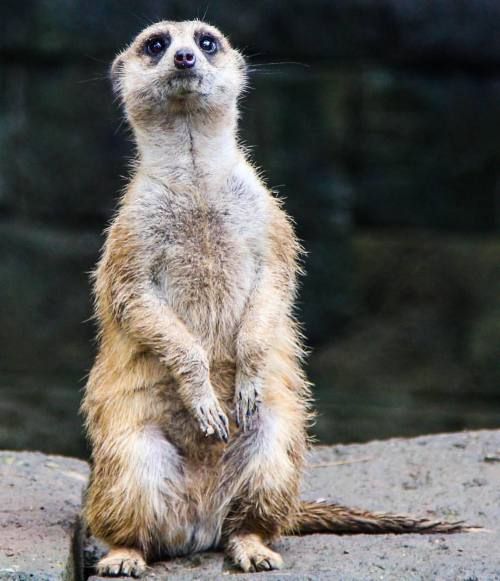 zoobali:  Each and every animal on earth has as much right to be here as you and me. (Photo: @oscara