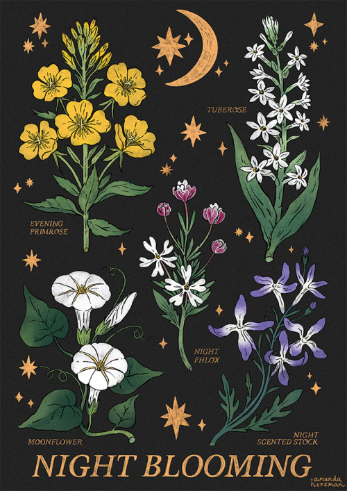 amandaherzman: flowers that bloom in the night