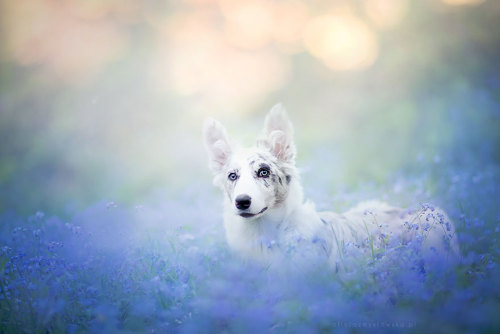 sixpenceee:  Alicja Zmyslowsk is a Polish photographer who takes beautiful and dreamlike portraits of dogs. “Since I was a child I loved animals,” Zmyslowska told Bored Panda. “When I was 4, I got two beautiful cats but my biggest dream was still