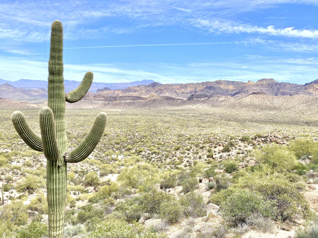 Sonoran Desert, Arizona, USA (4032x3024)(OC) - Author: Alaric_Darconville on reddit #nature#travel#landscape#amazing#beautiful