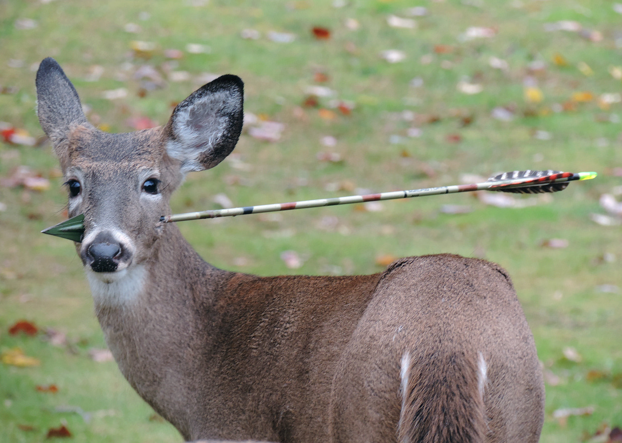 politics-war:  A young deer stands with a hunter’s arrow through its head, in New