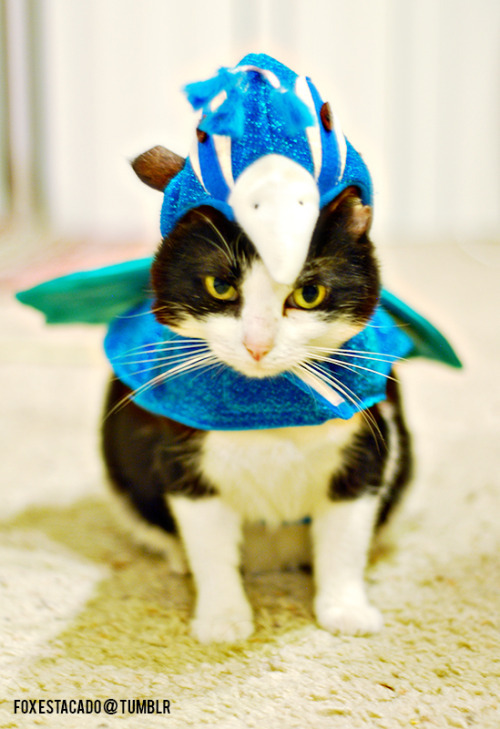 foxestacado: I like to dress up my rescue cat, Alice. She tolerates costumes like a champ! Here is a