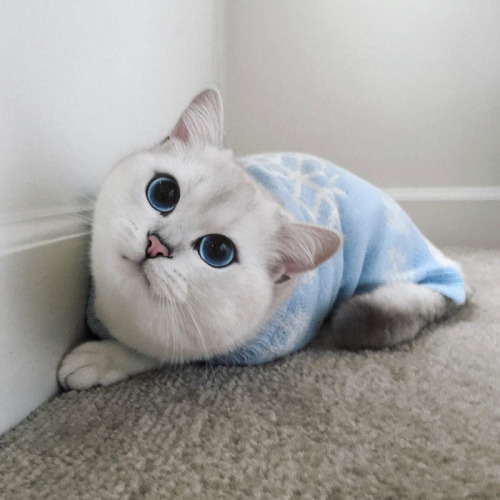 wilwheaton:  beardset:  awesome-picz:  This Cat Has The Most Beautiful Eyes Ever.  Oh my fucking god the beauty  This cat has expressed every single emotion I have ever felt.   I just had my self esteem lowered like ten pegs from seeing this cat