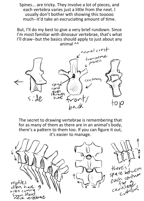 undertalethingems:Yup, here it is–my extremely basic tips for drawing skeletons of any sort! This is