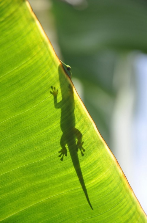 this-is-wild: Reptiles shadow(Simon E.)