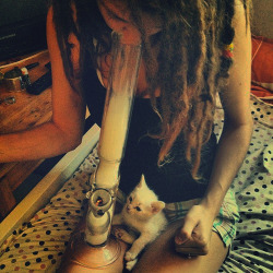 doobz-n-boobz:  THE KITTEN