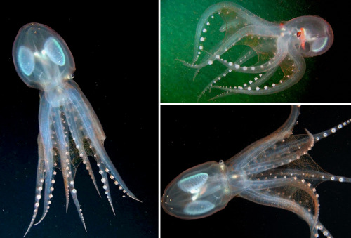 asapscience: The transparent, glass octopus (Vitreledonella richardi). via Real Monstrosities 