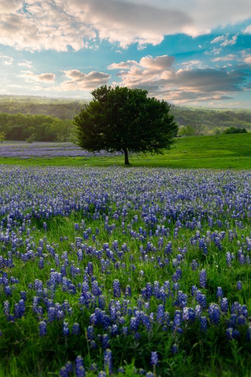 amazinglybeautifulphotography:  It’s the bluebonnet season in Texas. This was taken