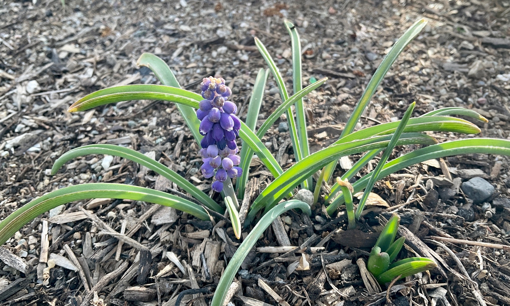 A stalk of small, round flowers in deep purple-blue, surrounded by very long, curving leaves.