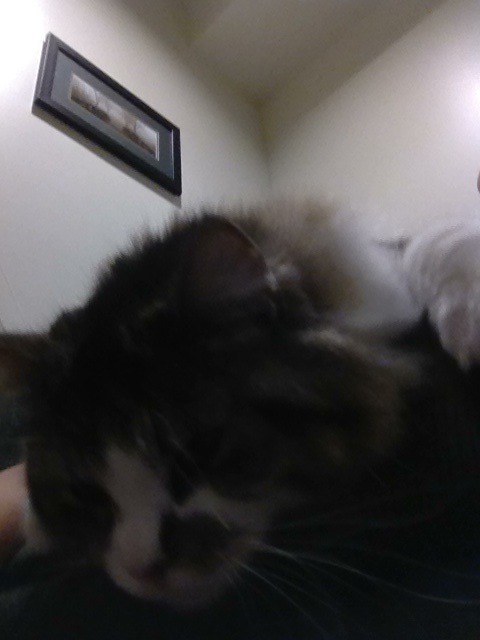 therealkillthetraitor:She climbed onto my chest and plopped herself down. After standing painfully o