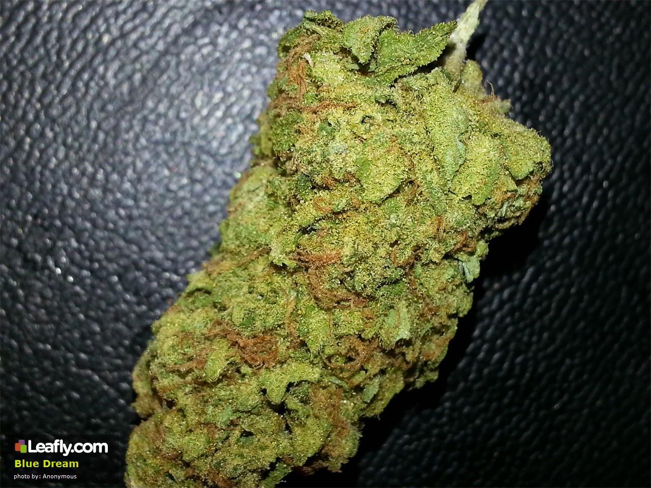 theheroicchemist:  Blue Dream is a sativa dominant hybrid originally from California.