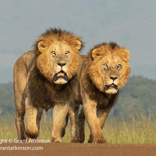 Exclusive Mara Conservancy Photosafaris led by top notch #wildographers & guides @atkinson_photo