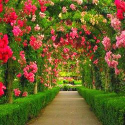 flowersgardenlove:  flowersgardenlove: Beautiful