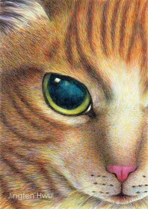  cat art print - A Ginger Cat Face - tabby cat drawing pet portrait with watercolor pencils by Jingf