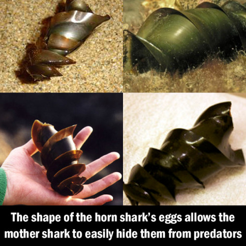 asapscience:The mother horn shark wedges her eggs into crevices to hide them from predators. [Images