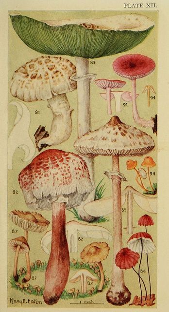 Porn photo grislywitchpits:mary e. eaton, fungi illustrations