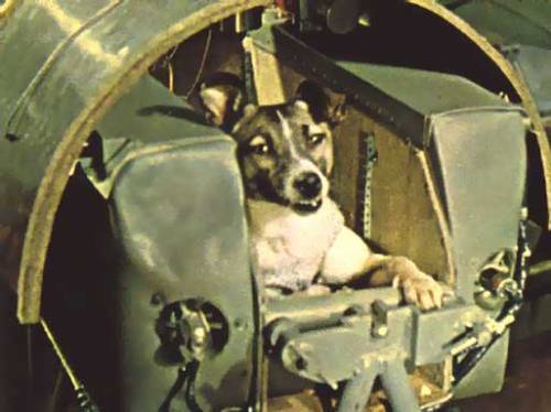 In 1957, Laika, a stray dog from Moscow, became the first animal launched into orbit, paving the way for human space flight,...