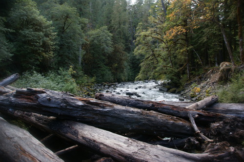 The log jam at the bend of the river.