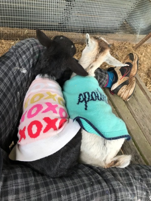 oldleaves:before i left for work today i sat out with the goats in my lap while watching criminal mi
