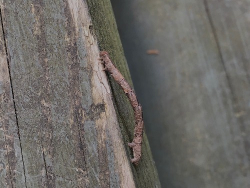 An inchworm (geometer moth larva) I saw yesterday. I’ve mostly seen the smaller, bright green ones w