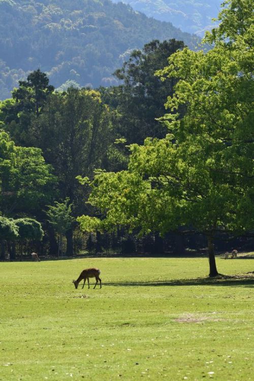 norisunorin:奈良県　奈良公園　 Nara Narapark   