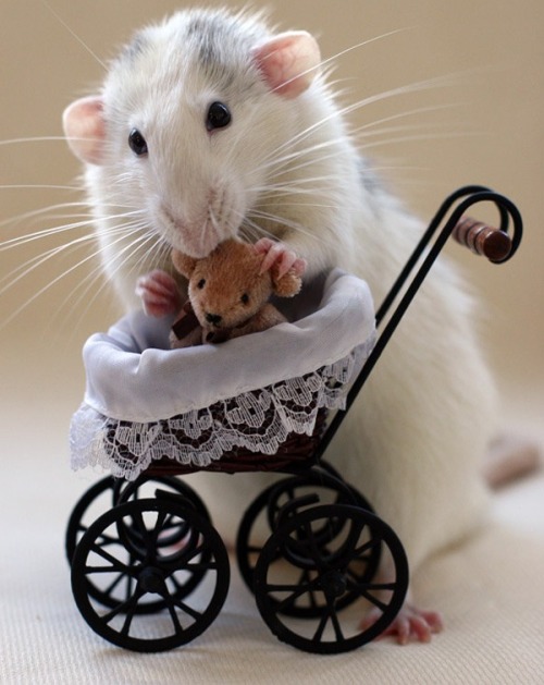 adorablygoaty:  shiftylookingoctopus:  These are picture taken by a woman who makes teddy bears to cheer up her pet rats.  Reblogging because rats are the cutest <3 