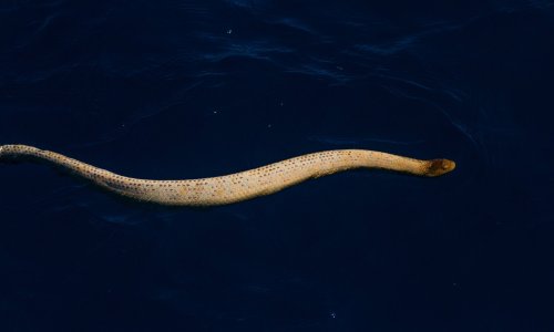  Olive sea snake - Aipysurus laevis Image credit: indianoceanimagery/Getty 