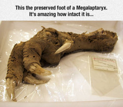 srsfunny:Ancient Leg &hellip;. its a bird foot thats a couple hundred years old&hellip;. why is this all over the internet&hellip;. go see an ostrich or some shit.  You can see a living, similar appendage.  Calm down internetz.