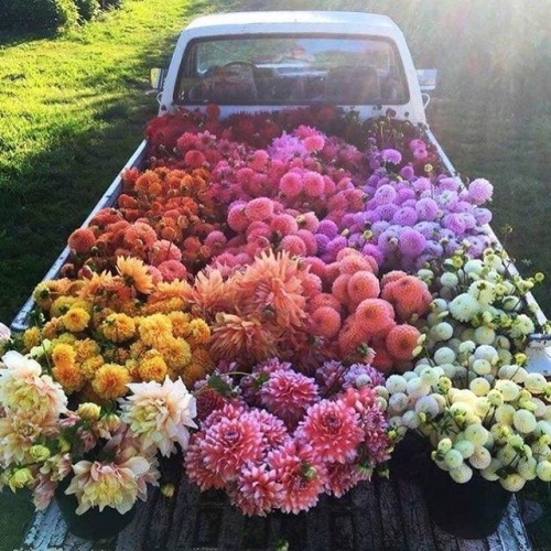 tuckturn: I would like a truck full of dahlias please