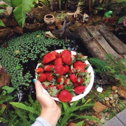 essenaoneill:  Strawberries and an enchanted pond.. Ohh la la 🔮