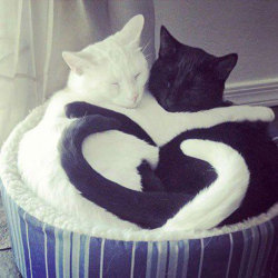 srsfunny:  Yin-Yang Of Love