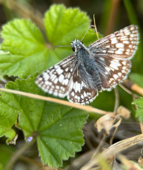 Skippers Are So Freakin Cute