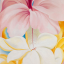 curiousflower