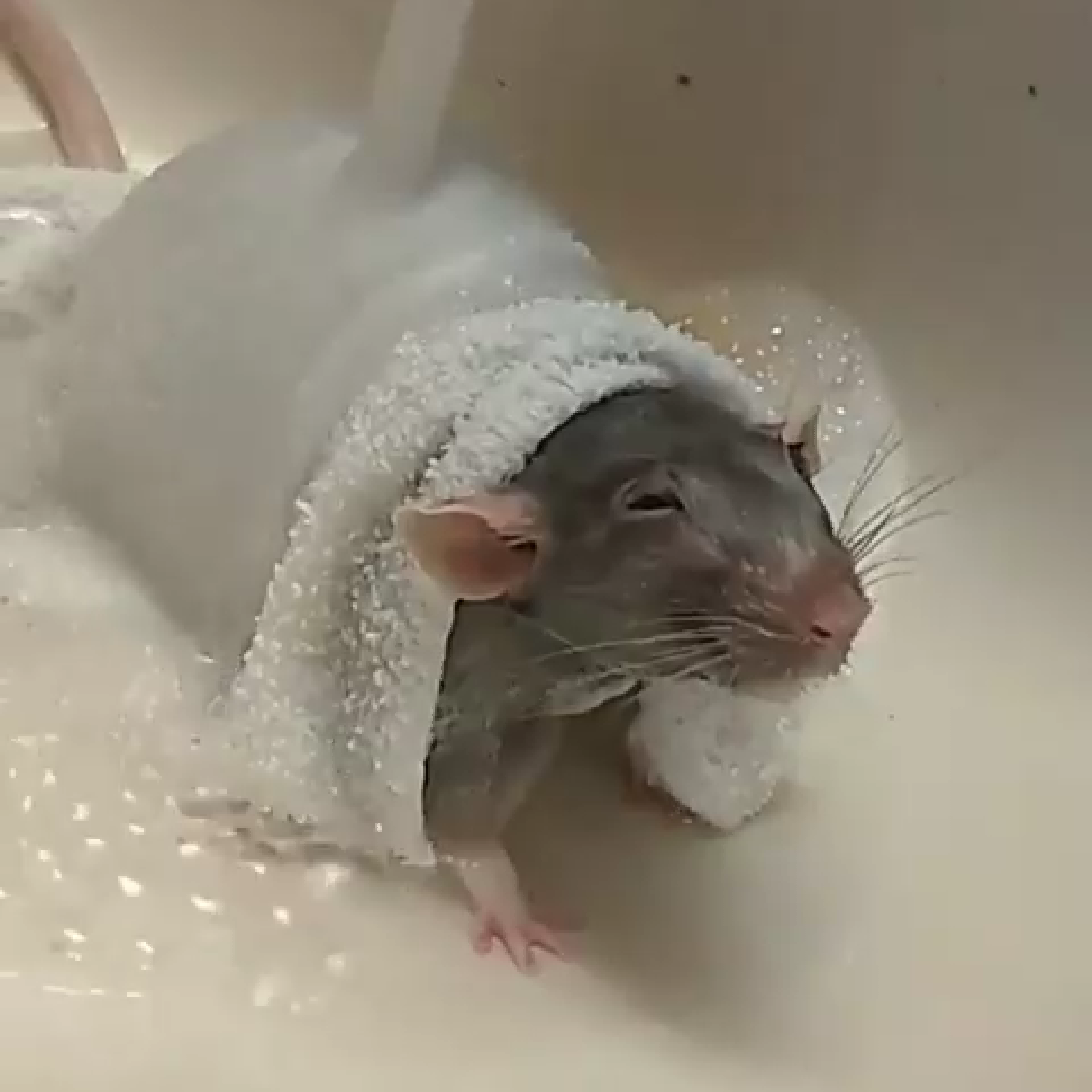Мышь в воде. Мышка в ванной. Крыска в ванной. Мышь в ванне. Мышка моется.