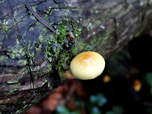 bekkathyst:Some beautiful mushrooms from my last trip to Prairie Creek Redwoods State Park in Northe