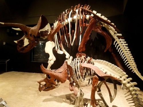 roosaurusrin:Ceratopsians of Bozeman’s Museum of the Rockies. The pictures include a grow