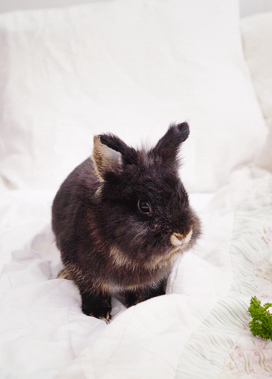 something new and exciting for this blog! look who visited us for breakfast :) his name is Sheridan and he is my friend’s pet bunny. we barely managed to keep him still for a few shots as he was running around and hiding in pillows :)
i love animals...