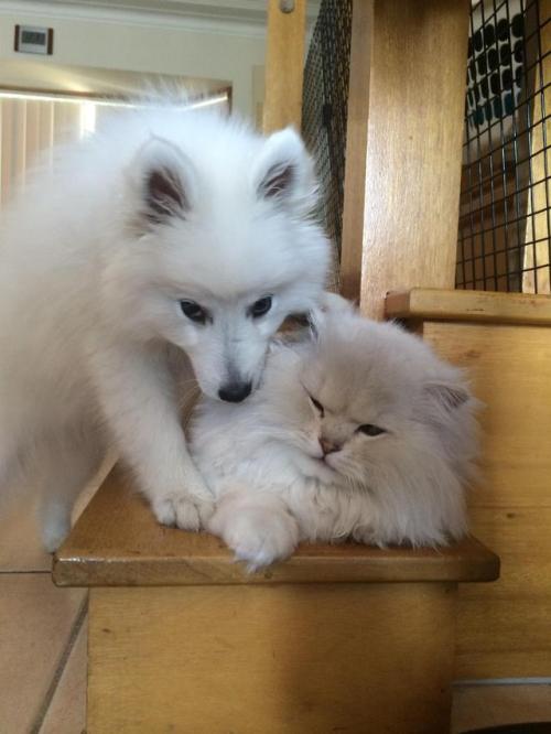 My cat didn’t want a puppy. We got a puppy. My cat is not happy….
