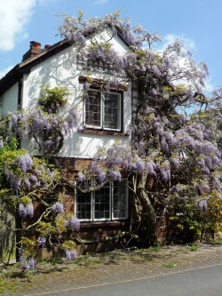 vwcampervan-aldridge:  Wisteria covered cottage, Alrewas, Lichfield, Staffordshire, England All Original Photography by http://vwcampervan-aldridge.tumblr.com