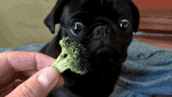 steffanierae:  gifsboom:  Video: Pug Loves Broccoli   @romeosrevenge