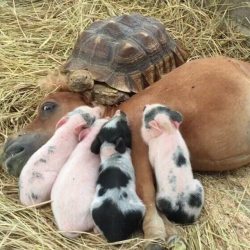 awwww-cute:  Cuddle puddle (Source: http://ift.tt/2hD9RxF)